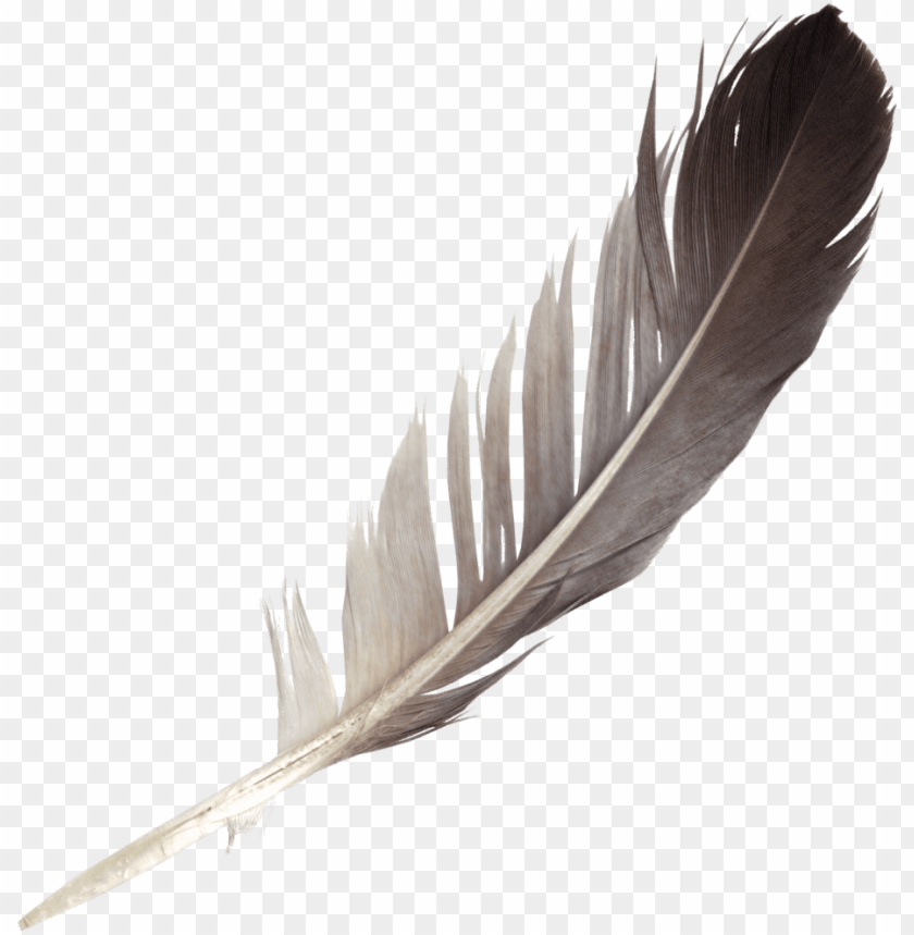 Detail Feather Png Images Nomer 4