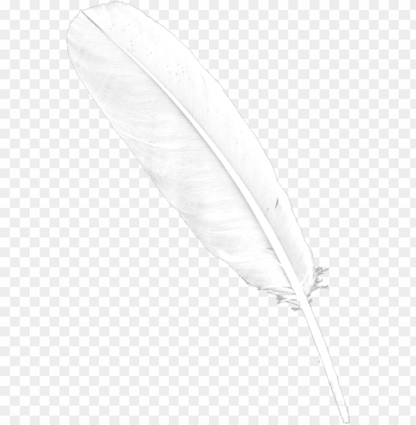 Detail Feather Png Images Nomer 38