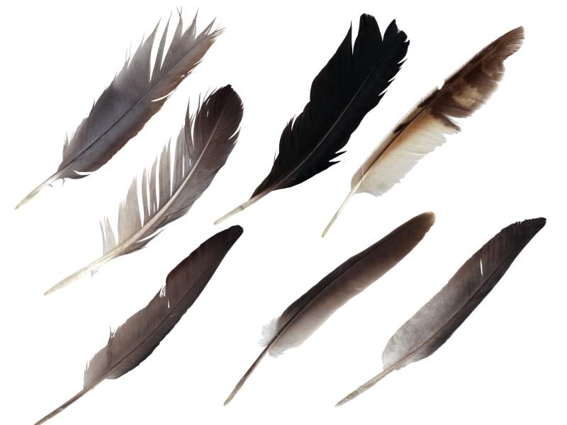 Detail Feather Png Images Nomer 44