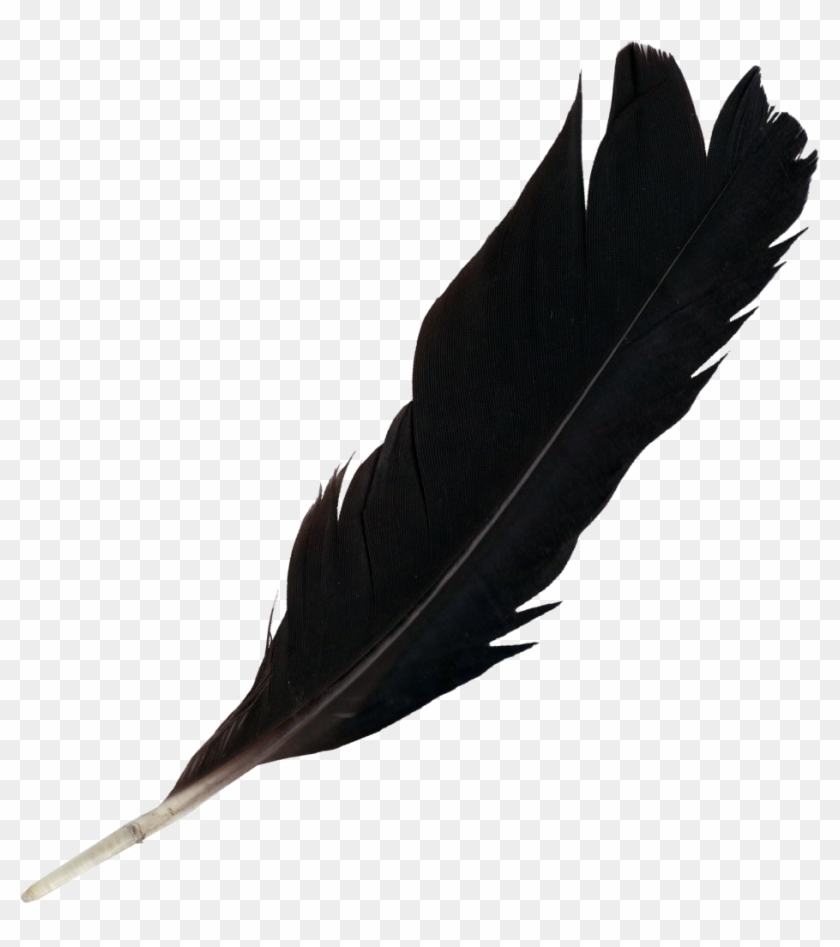 Detail Feather Png Images Nomer 46