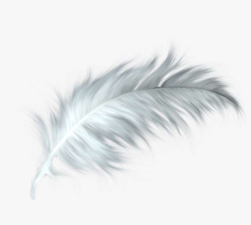 Detail Feather Png Transparent Nomer 2