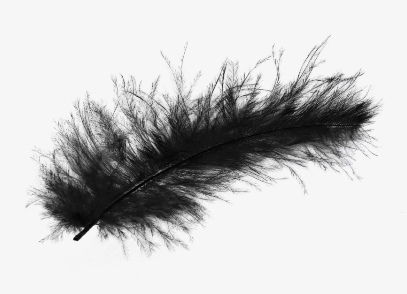 Detail Feather Png Transparent Nomer 11