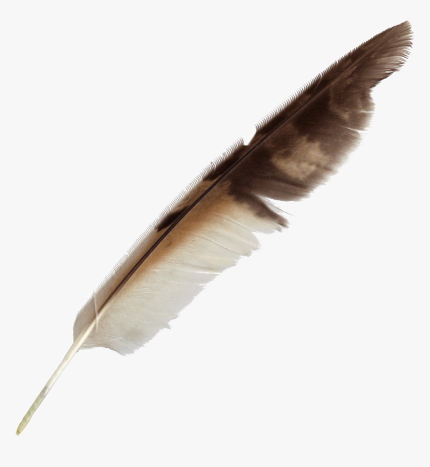 Detail Feather Png Transparent Nomer 12