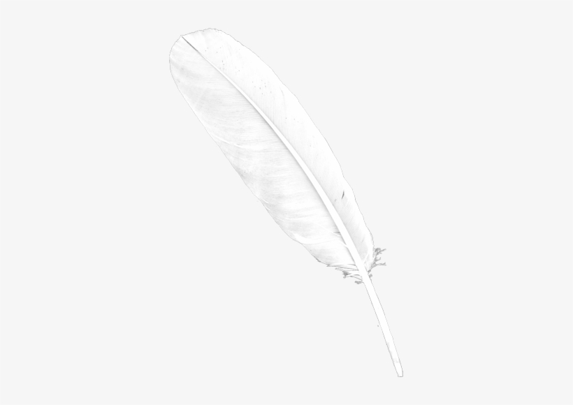 Detail Feather Png Transparent Nomer 19