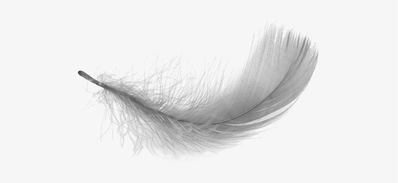 Detail Feather Png Transparent Nomer 31