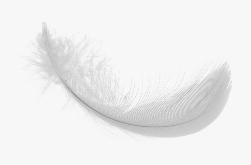 Detail Feather Png Transparent Nomer 33