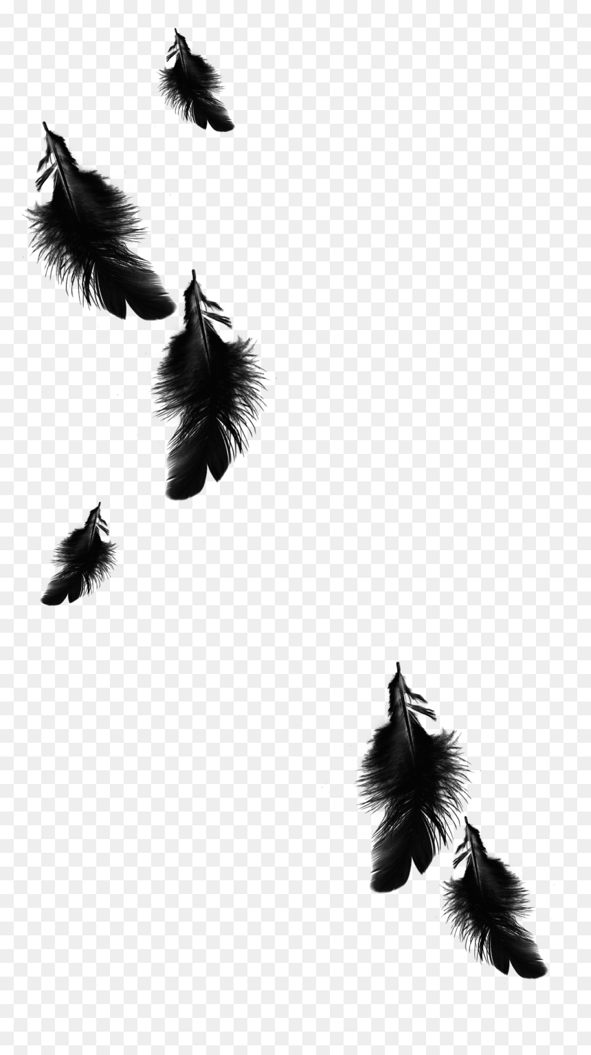 Detail Feather Png Transparent Nomer 34