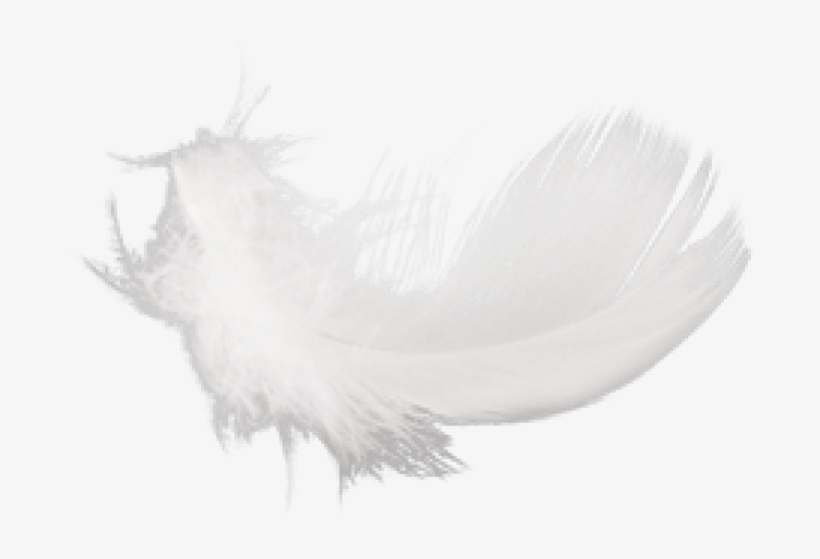 Detail Feather Png Transparent Nomer 36