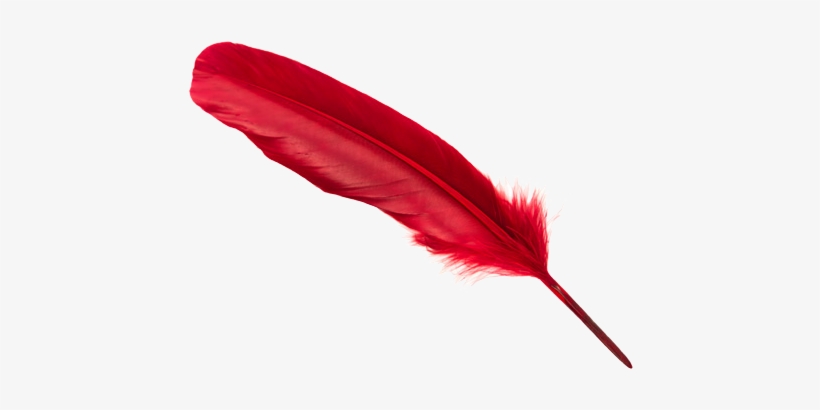 Detail Feather Png Transparent Nomer 43