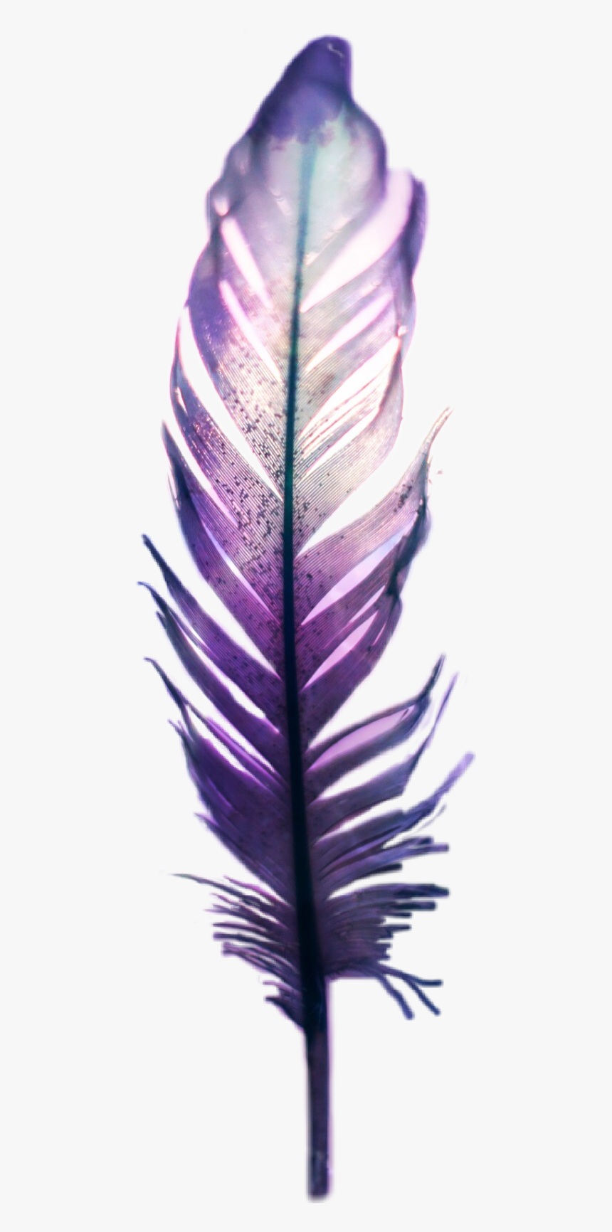 Detail Feather Png Transparent Nomer 46