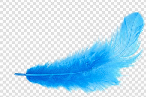 Detail Feather Png Transparent Nomer 47