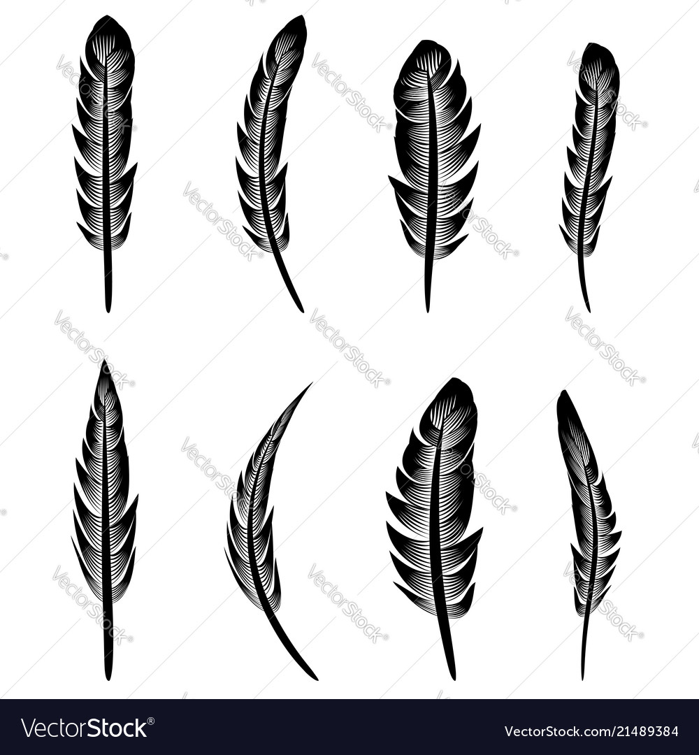 Detail Feather Silhouette Vector Free Nomer 39