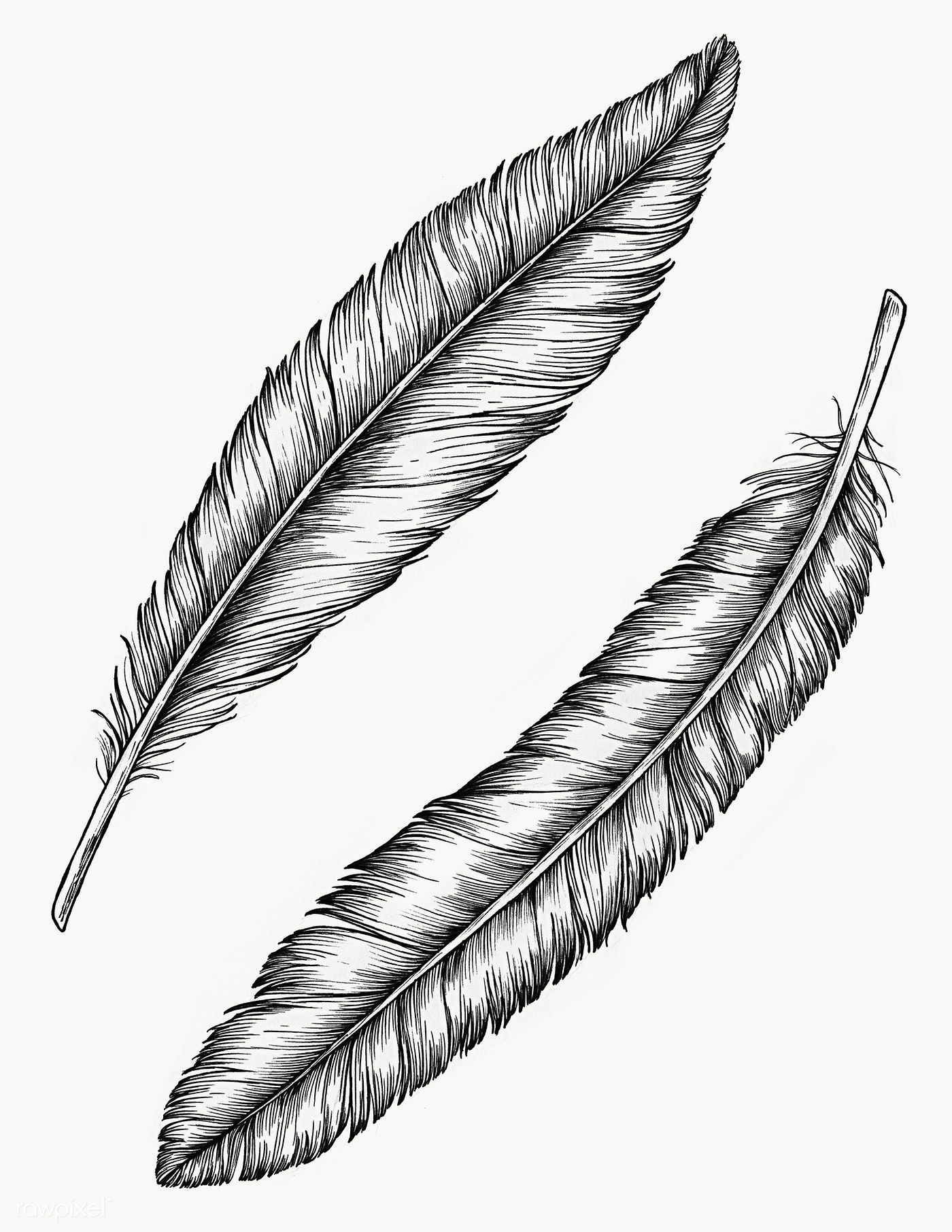 Detail Feather Tattoo Png Nomer 15