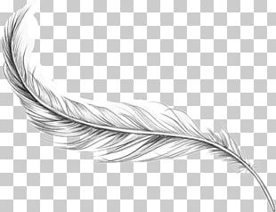 Detail Feather Tattoo Png Nomer 44