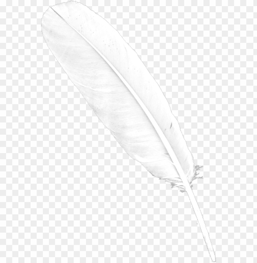 Detail Feather Transparent Nomer 11