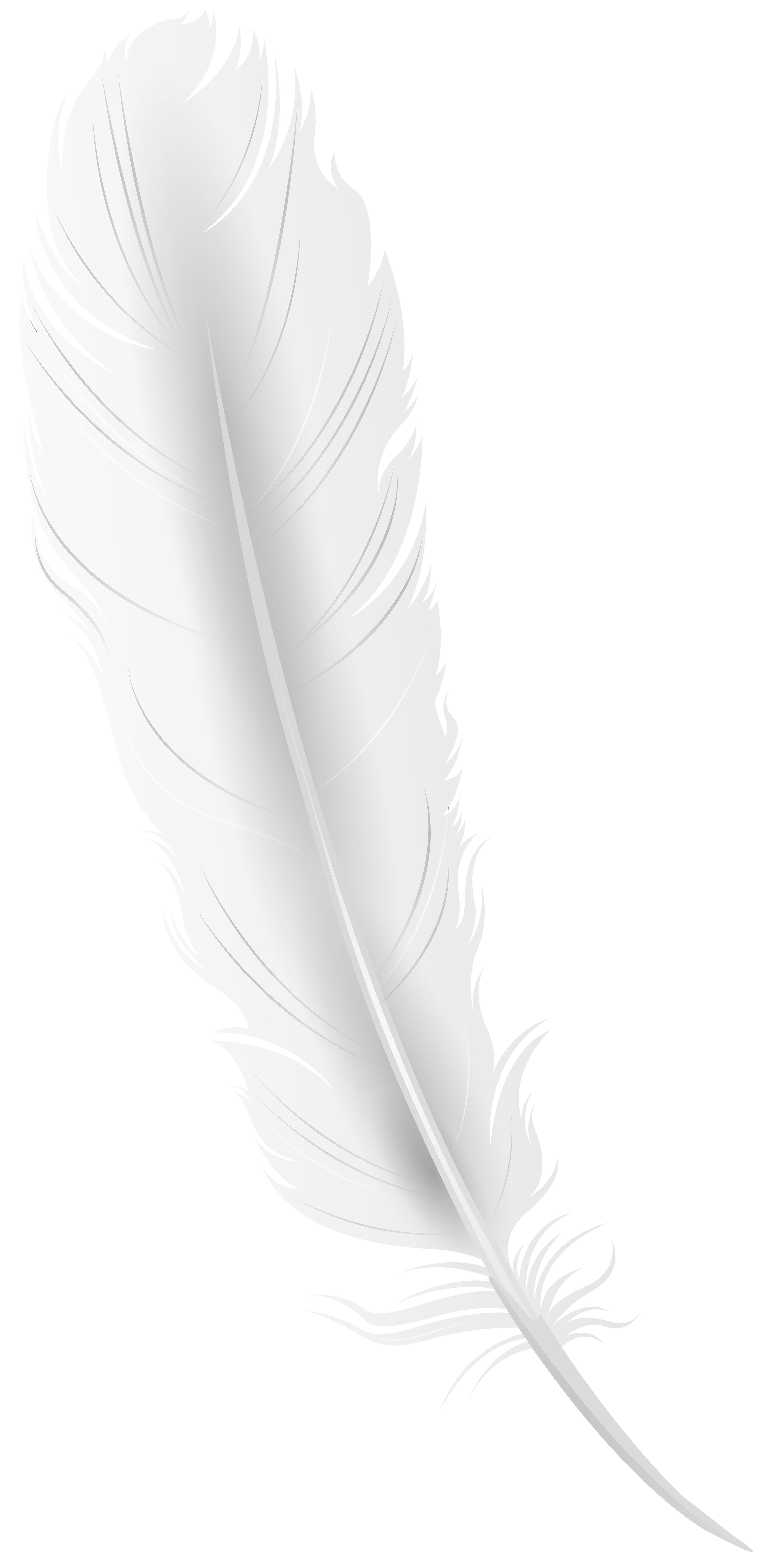 Detail Feather Transparent Nomer 13