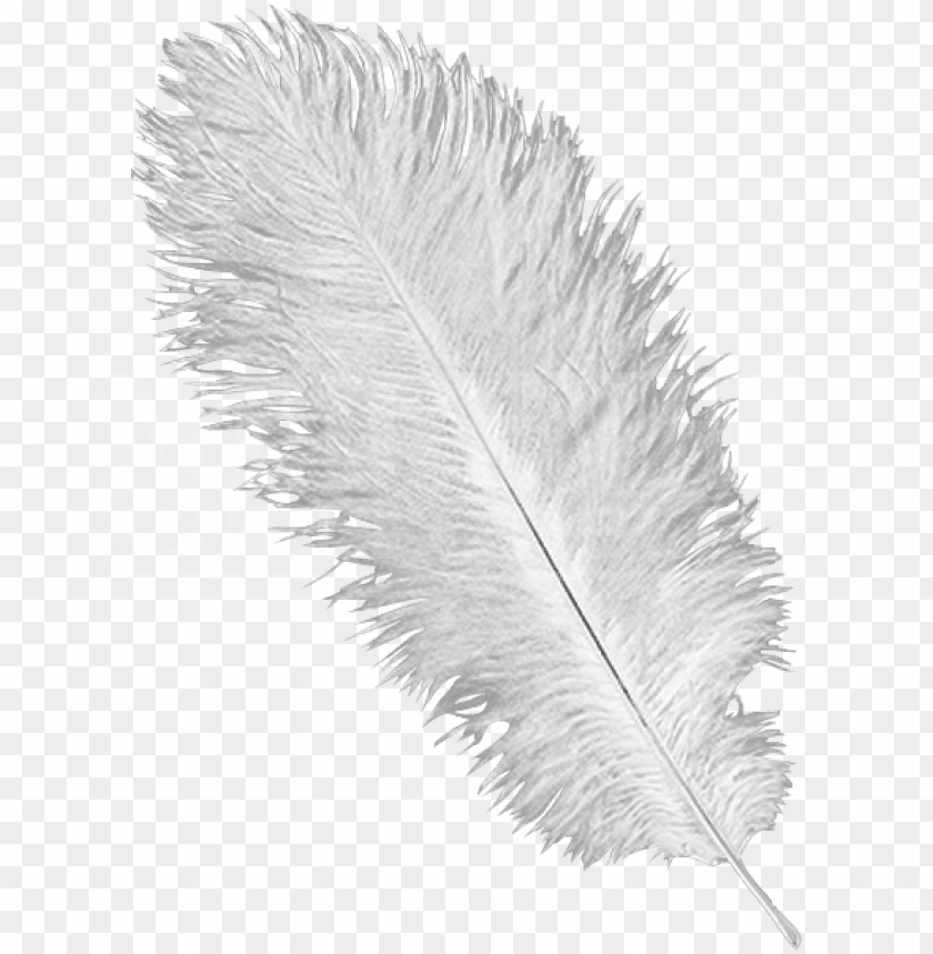 Detail Feather Transparent Nomer 14