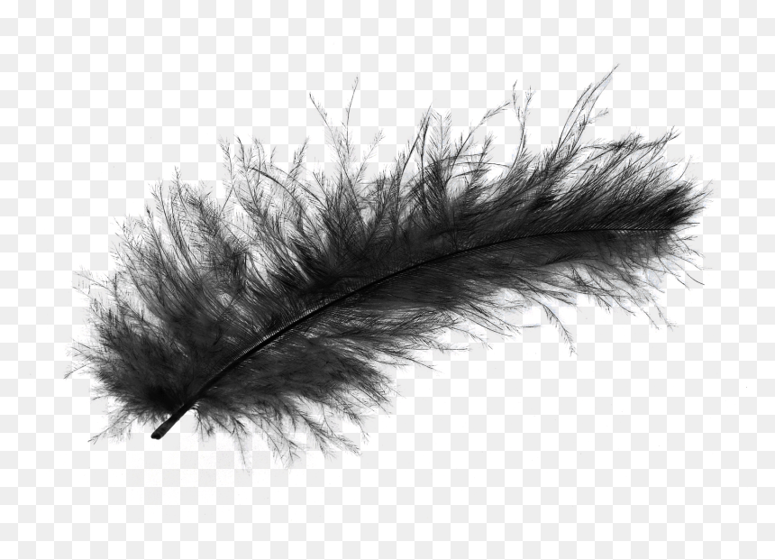 Detail Feather Transparent Nomer 18
