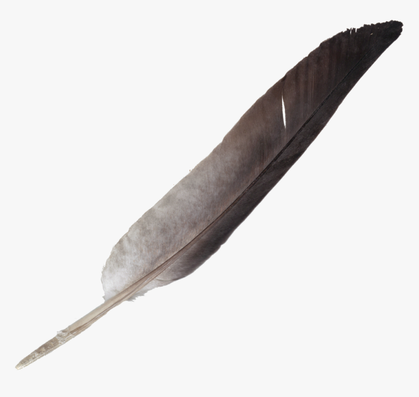 Detail Feather Transparent Nomer 21