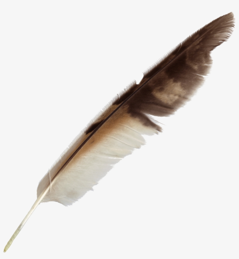 Detail Feather Transparent Nomer 24