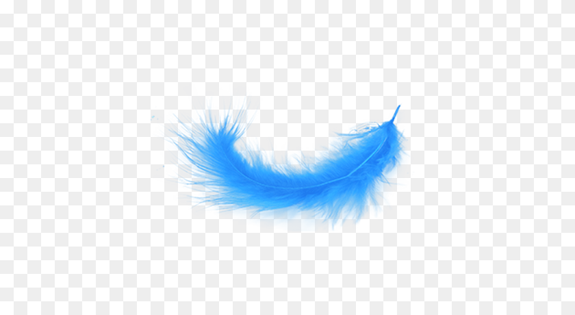 Detail Feather Transparent Nomer 25