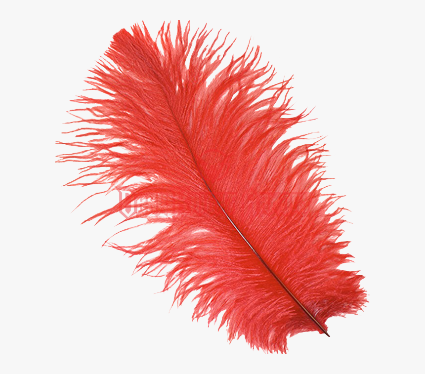 Detail Feather Transparent Nomer 26