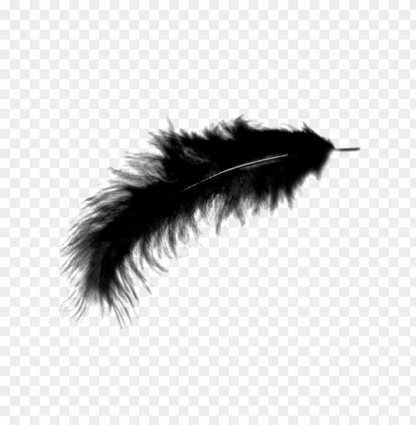 Detail Feather Transparent Nomer 29