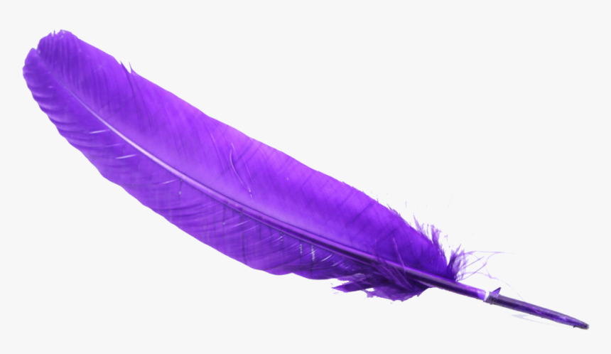 Detail Feather Transparent Nomer 30