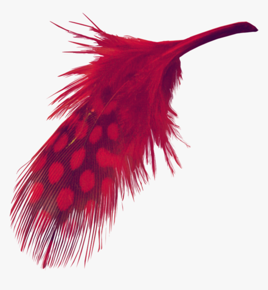 Detail Feather Transparent Nomer 33