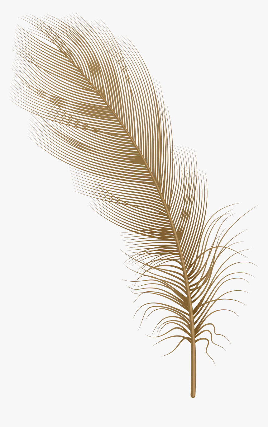 Detail Feather Transparent Nomer 34