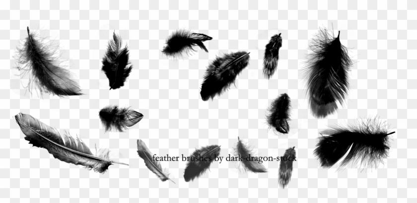 Detail Feather Transparent Nomer 37