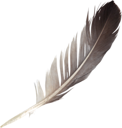 Detail Feather Transparent Nomer 38