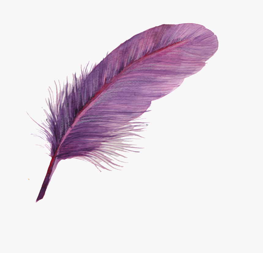 Detail Feather Transparent Nomer 40