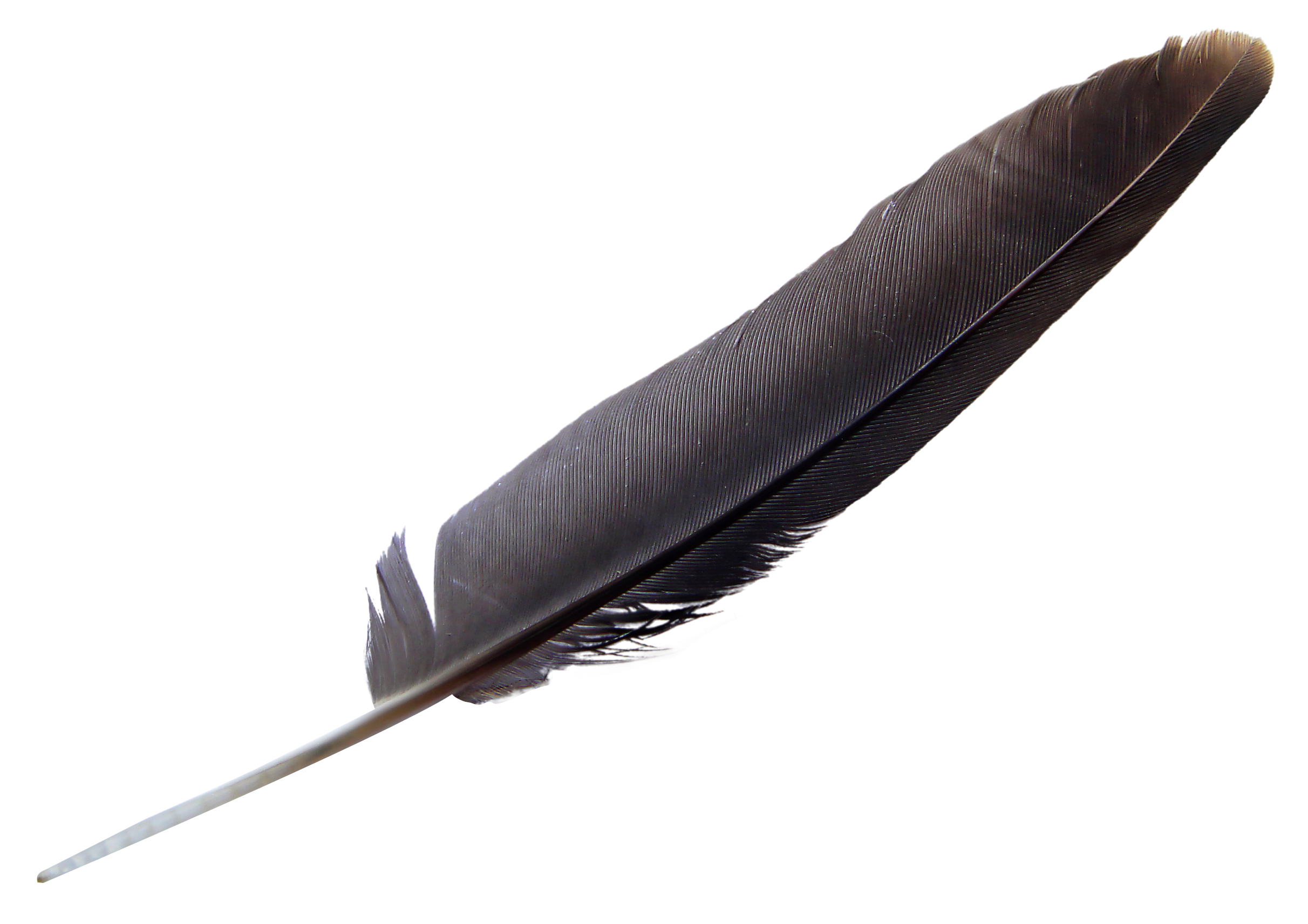 Detail Feather Transparent Nomer 3