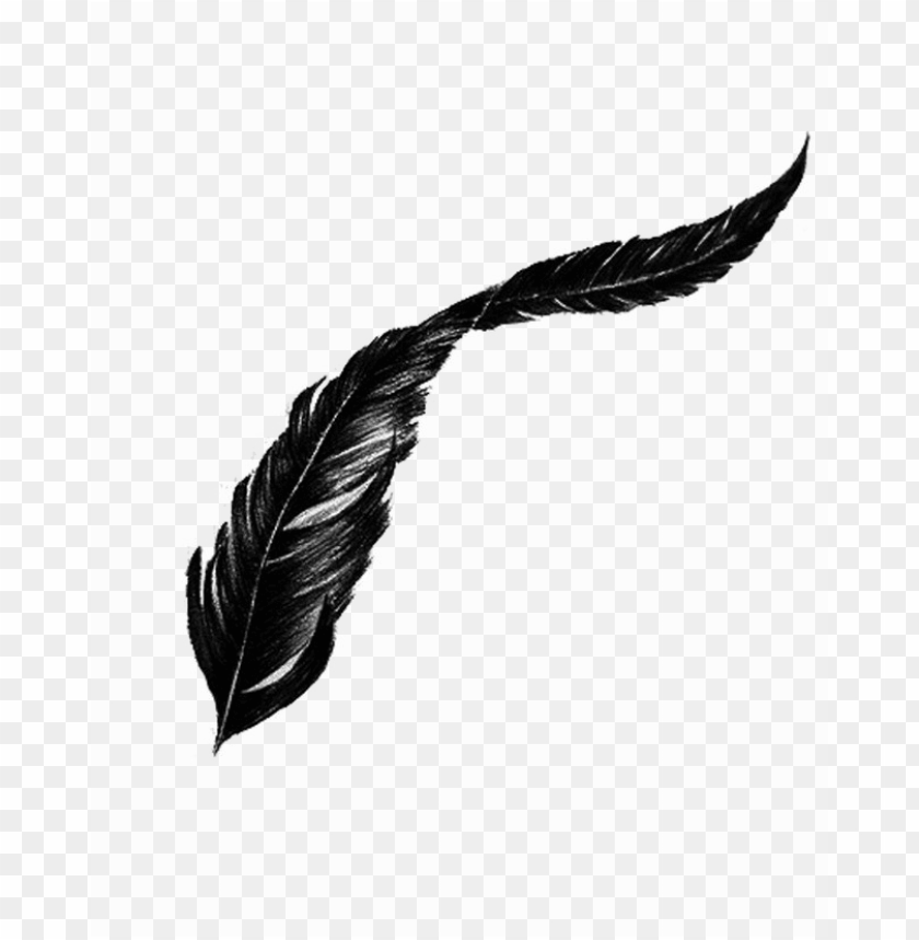Detail Feather Transparent Nomer 4