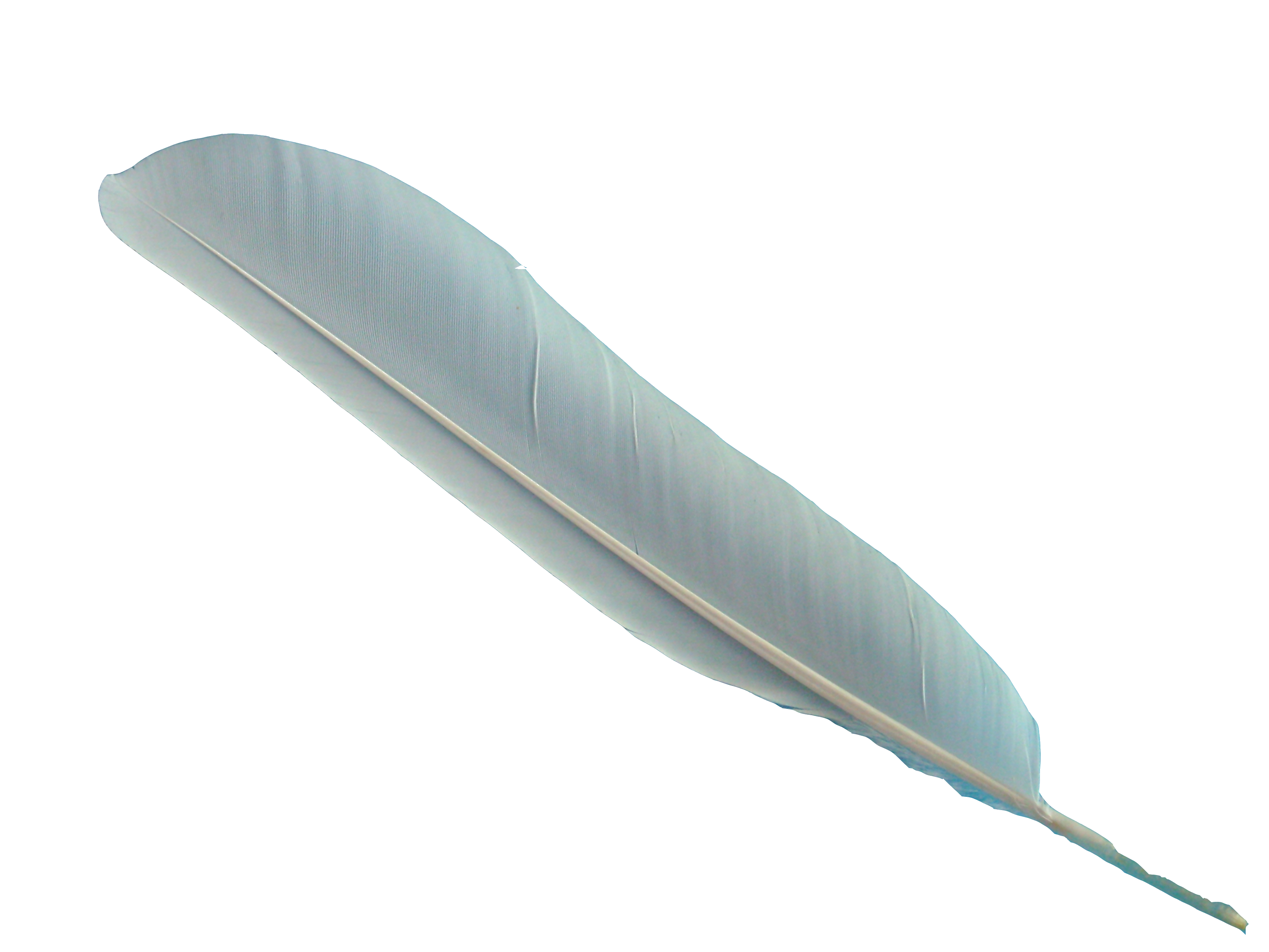 Detail Feather Transparent Nomer 5
