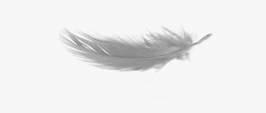 Detail Feather Transparent Nomer 6