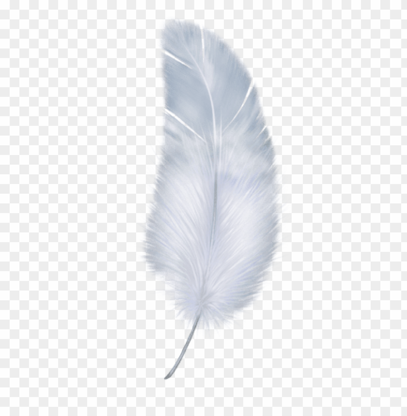 Detail Feather Transparent Nomer 7