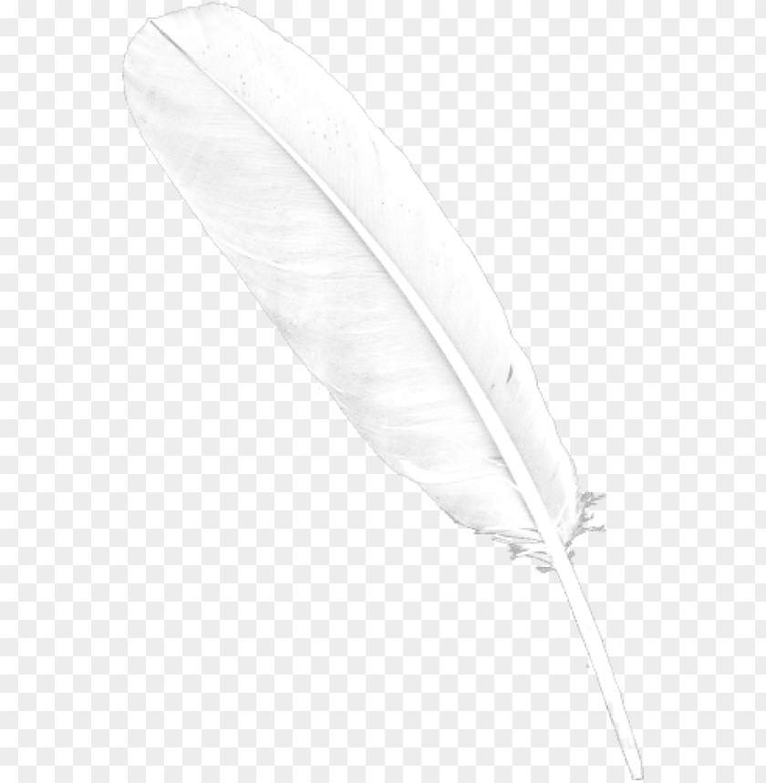 Detail Feather Transparent Background Nomer 8