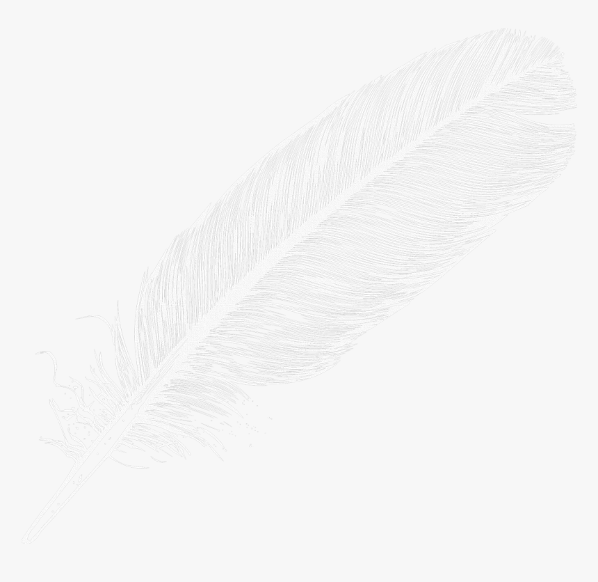 Detail Feather Transparent Background Nomer 13