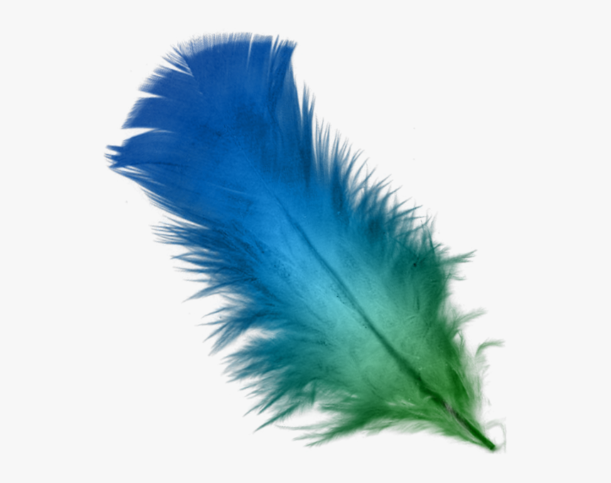 Detail Feather Transparent Background Nomer 15