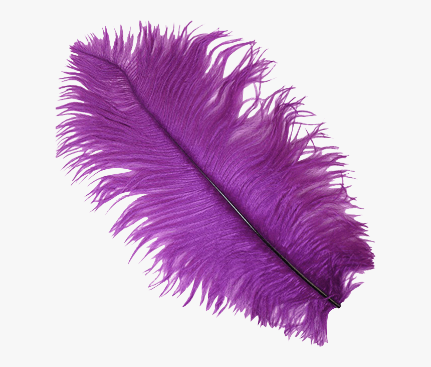 Detail Feather Transparent Background Nomer 19