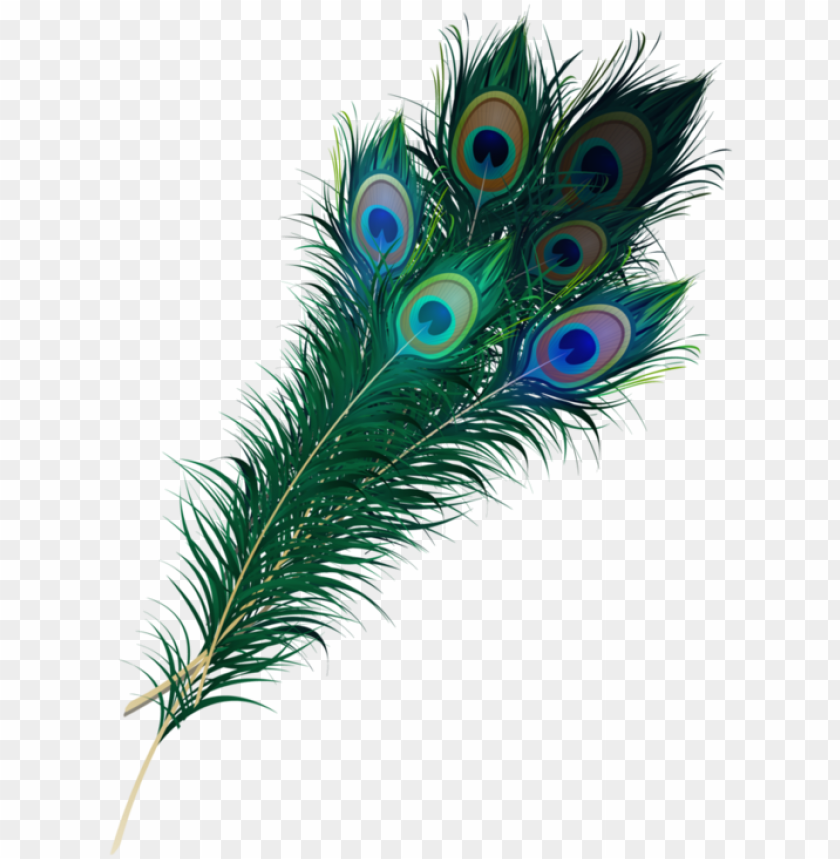 Detail Feather Transparent Background Nomer 24