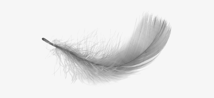 Detail Feather Transparent Background Nomer 25