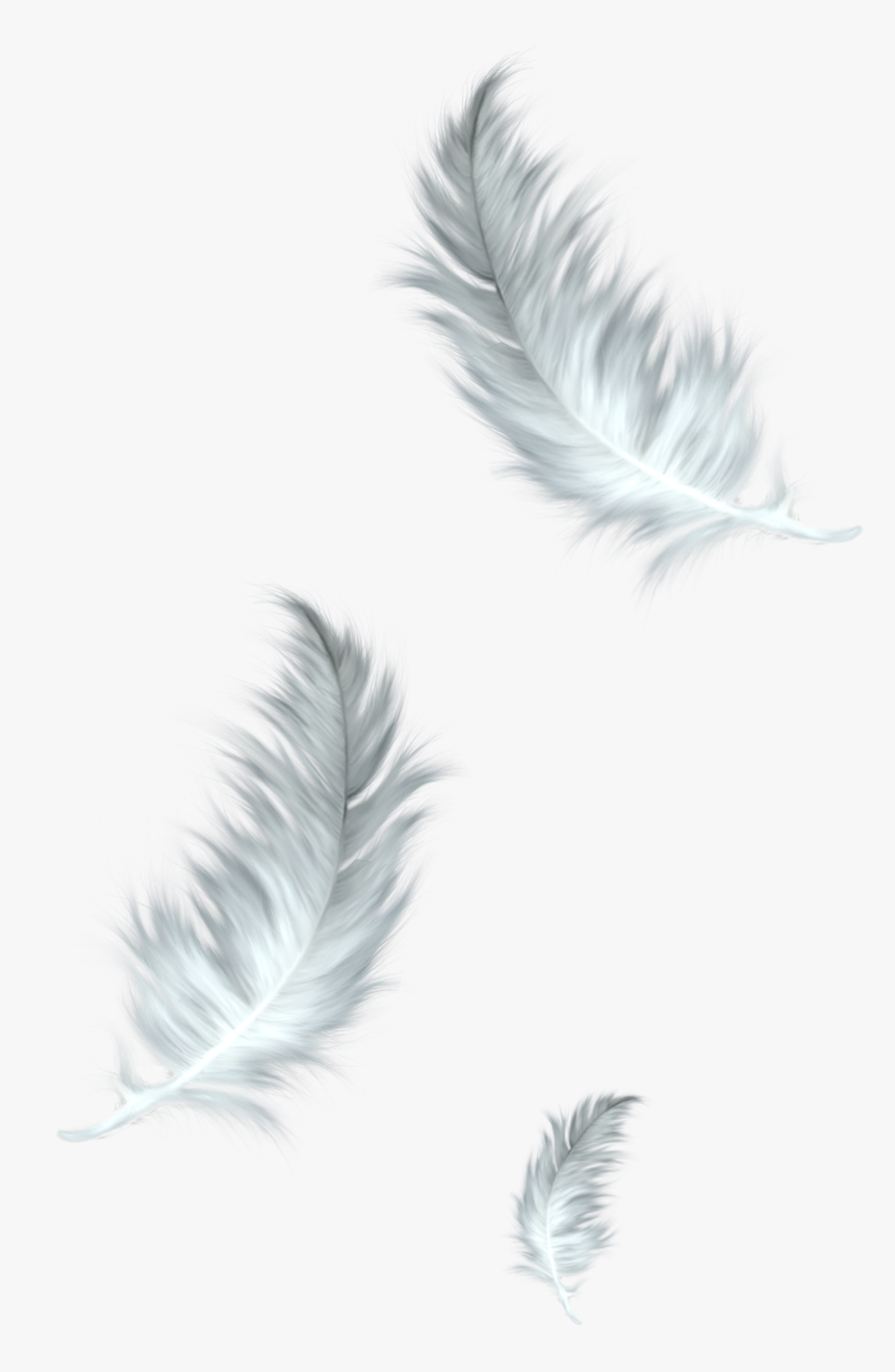 Detail Feather Transparent Background Nomer 3
