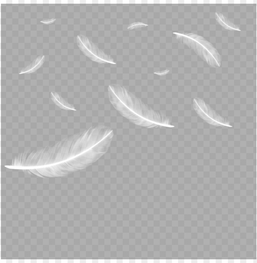 Detail Feather Transparent Background Nomer 32
