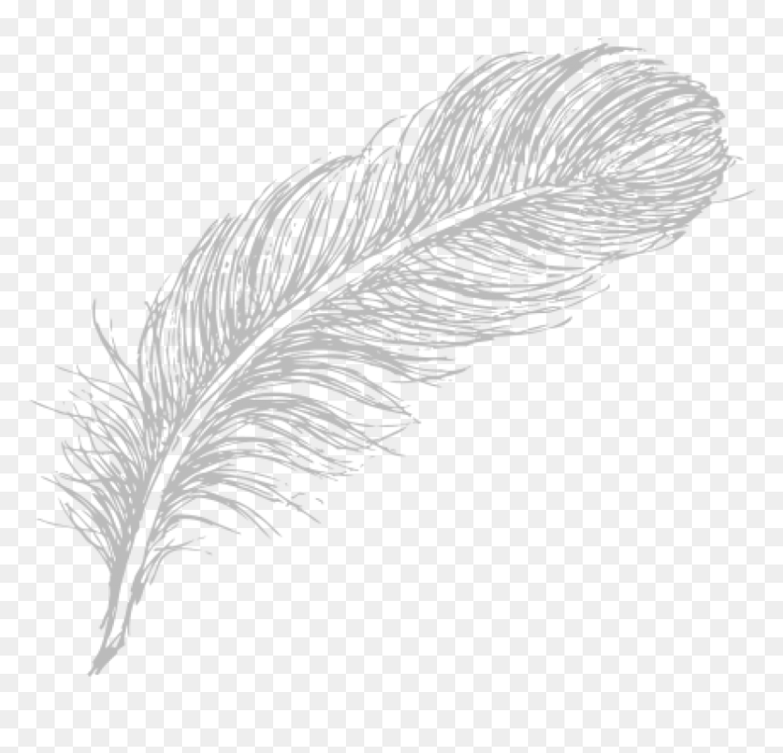 Detail Feather Transparent Background Nomer 33