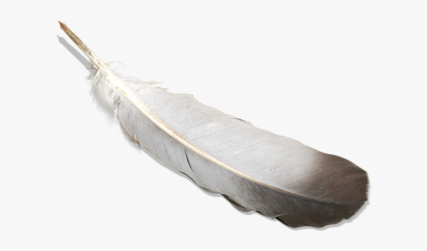 Detail Feather Transparent Background Nomer 39