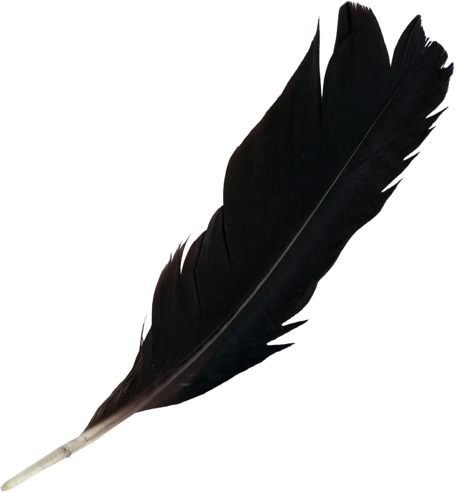 Detail Feather Transparent Background Nomer 41