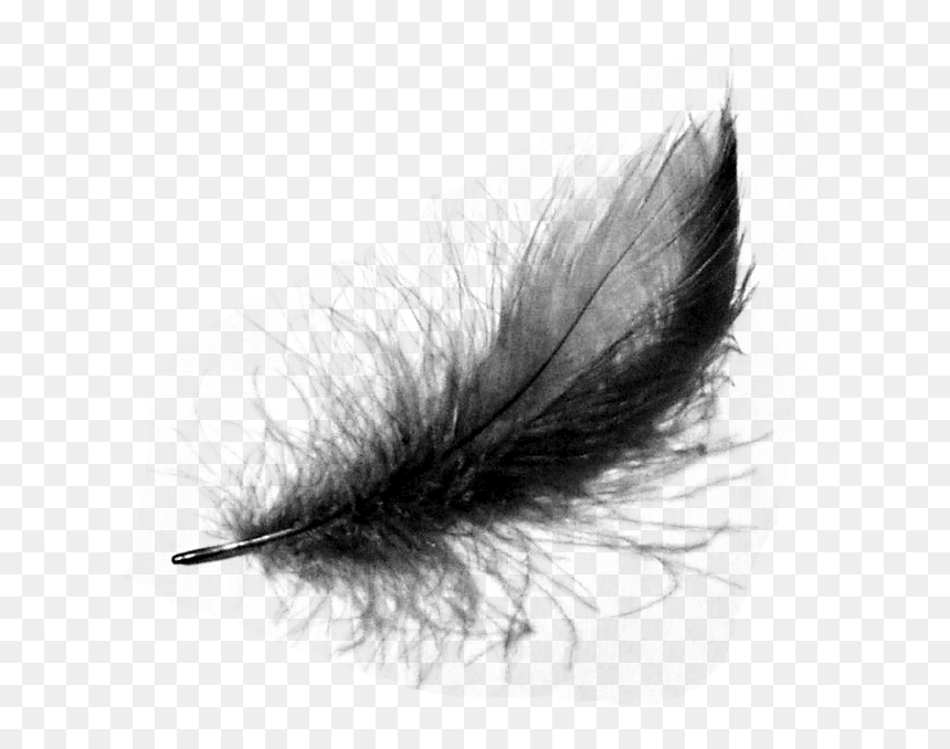 Detail Feather Transparent Background Nomer 43